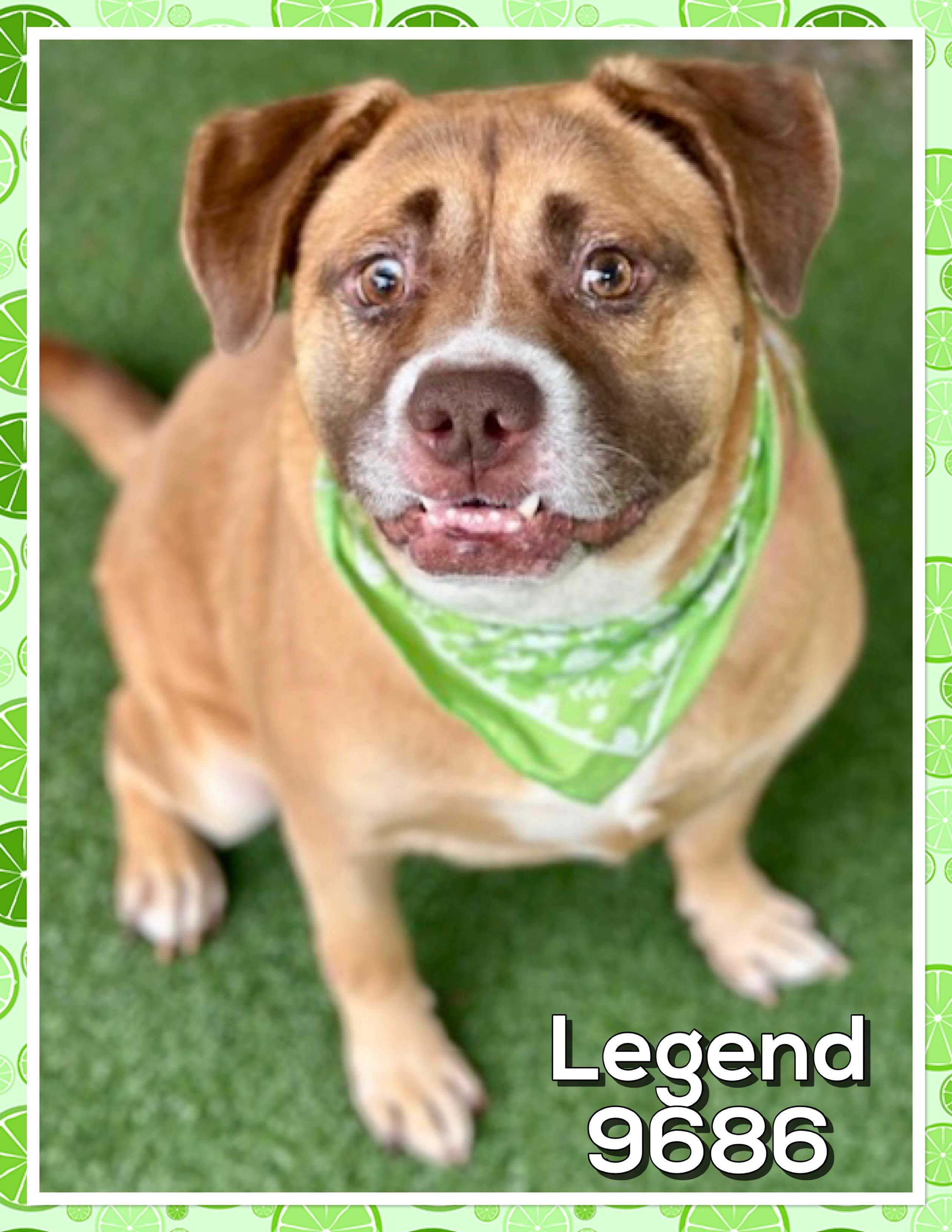 Enlarge LEGEND, a ADOPTABLE mixed breed in Marietta, GA image 2/5
