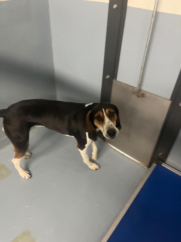 Enlarge Peach, a Adoptable Basset Hound in Cartersville , GA image 1/1