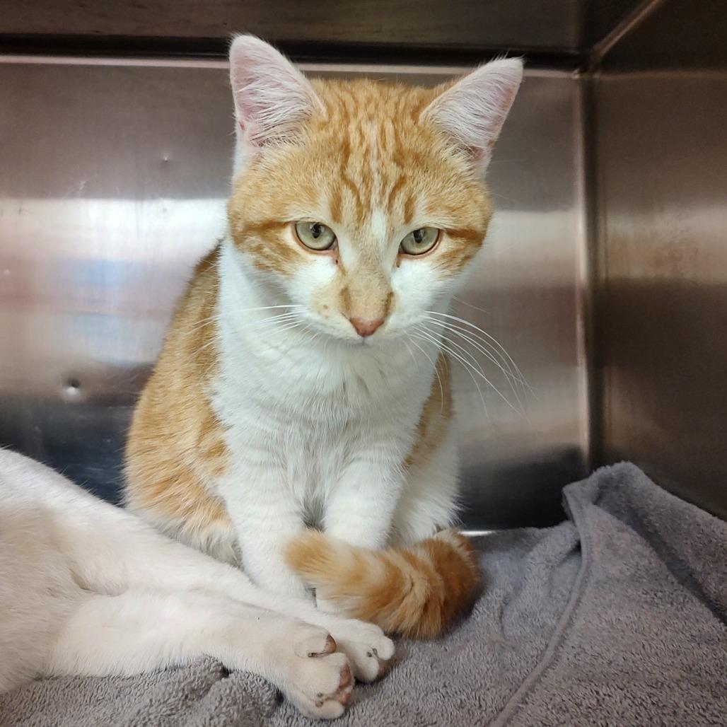 Wesley, Adoptable, Young Male Domestic Short Hair.