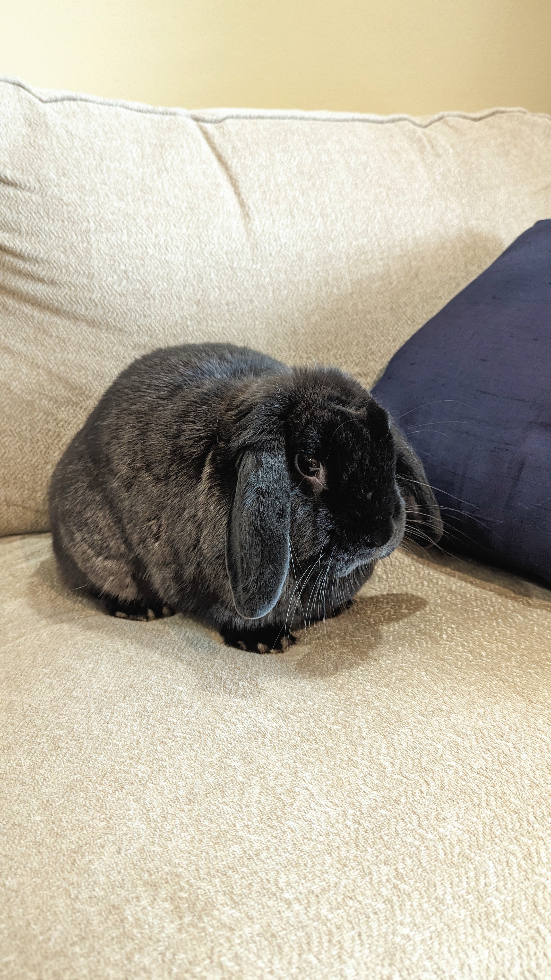 Orion, Adult Male unknown