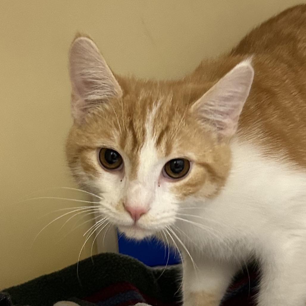 Chester, Adoptable, Young Male Domestic Short Hair.