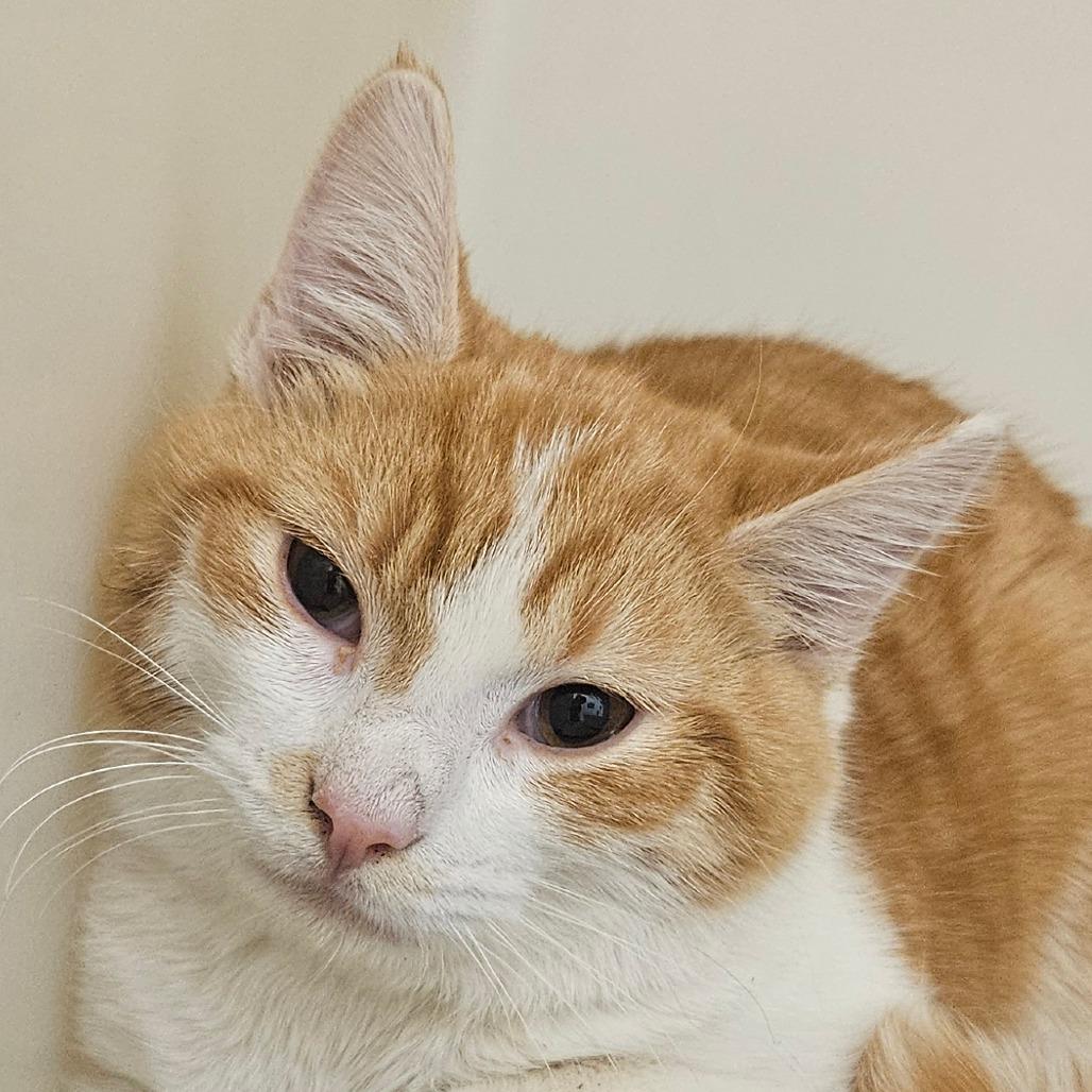 Enlarge Chester, a Adoptable Domestic Short Hair in Zanesville, OH image 2/2