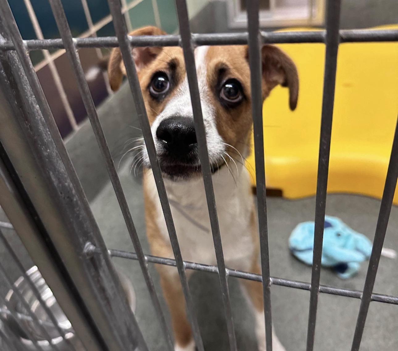 Taco, adopted, Young Male Jack Russell Terrier.