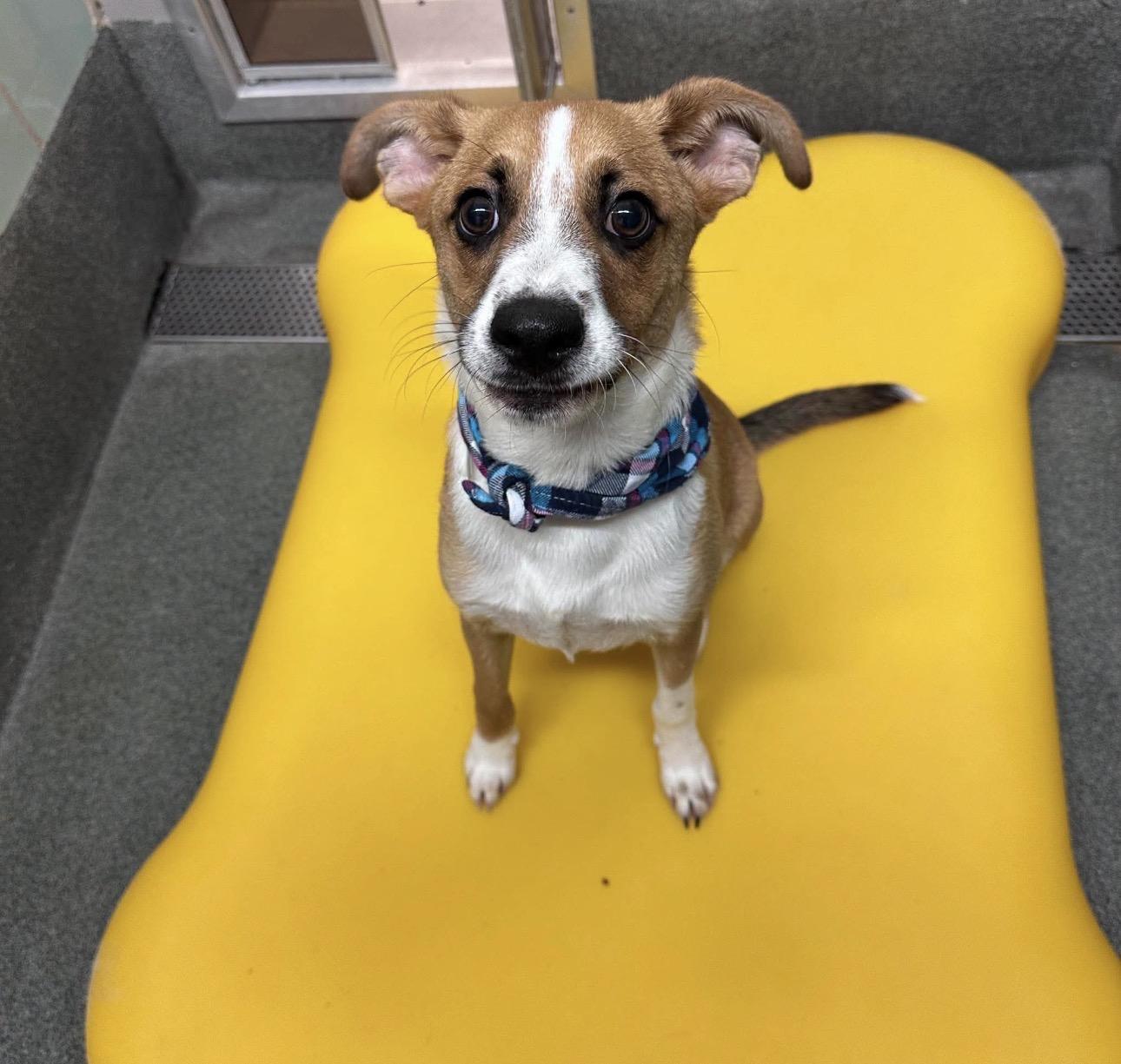 Taco, an adopted mixed breed in Parker, CO image 3/3