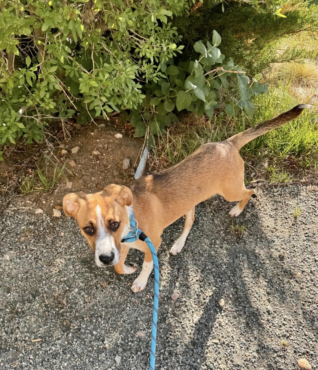 Taco, an adopted mixed breed in Parker, CO image 2/3