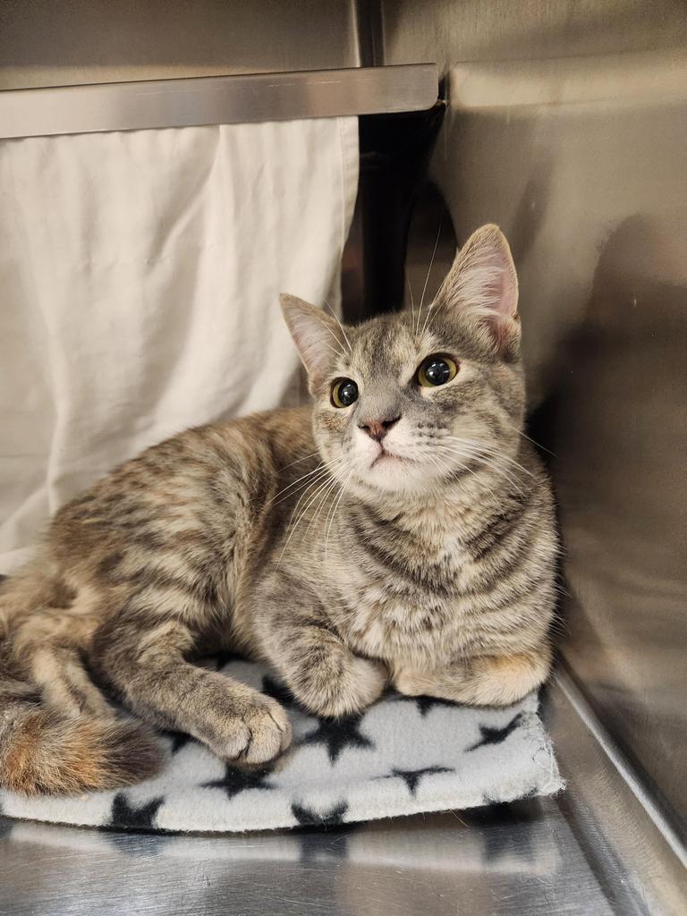 Enlarge Tova, a Adoptable mixed breed in Grand Forks, ND image 1/1