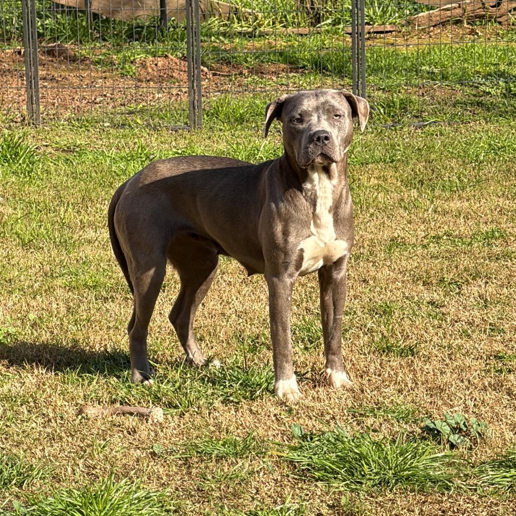 Enlarge Stella, a Adoptable mixed breed in Sacramento, CA image 1/1