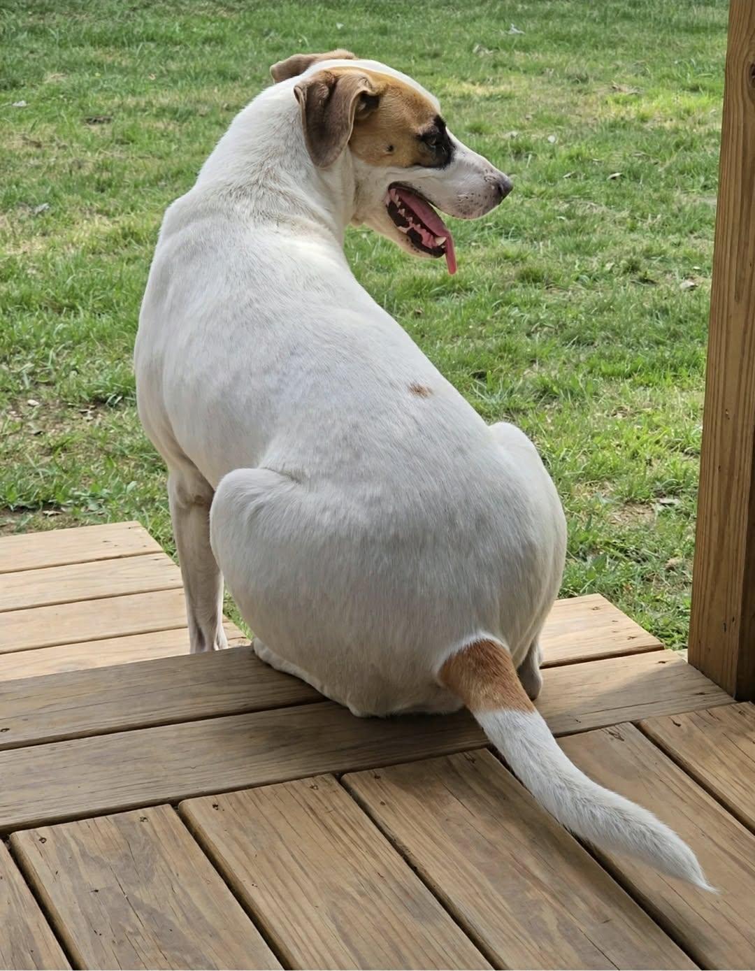 Enlarge Goose, a Adoptable mixed breed in Manchester, CT image 6/6