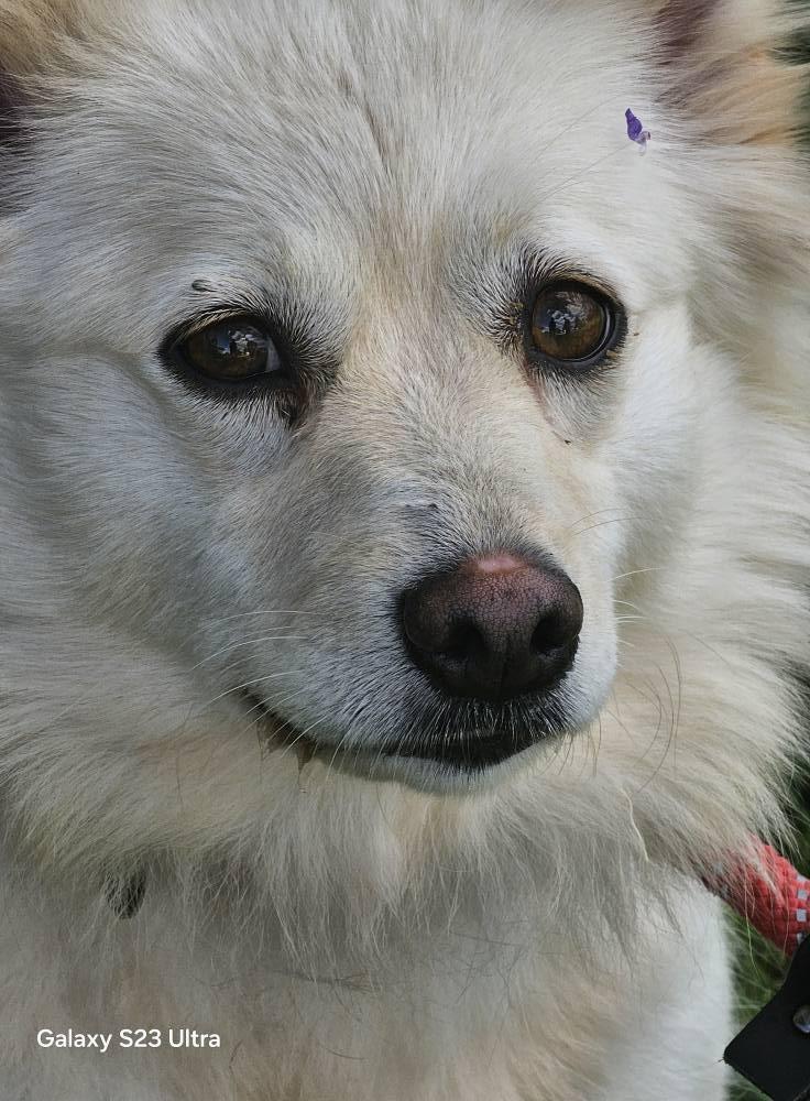 Enlarge MATTY, a ADOPTABLE American Eskimo Dog in Maineville, OH image 4/5
