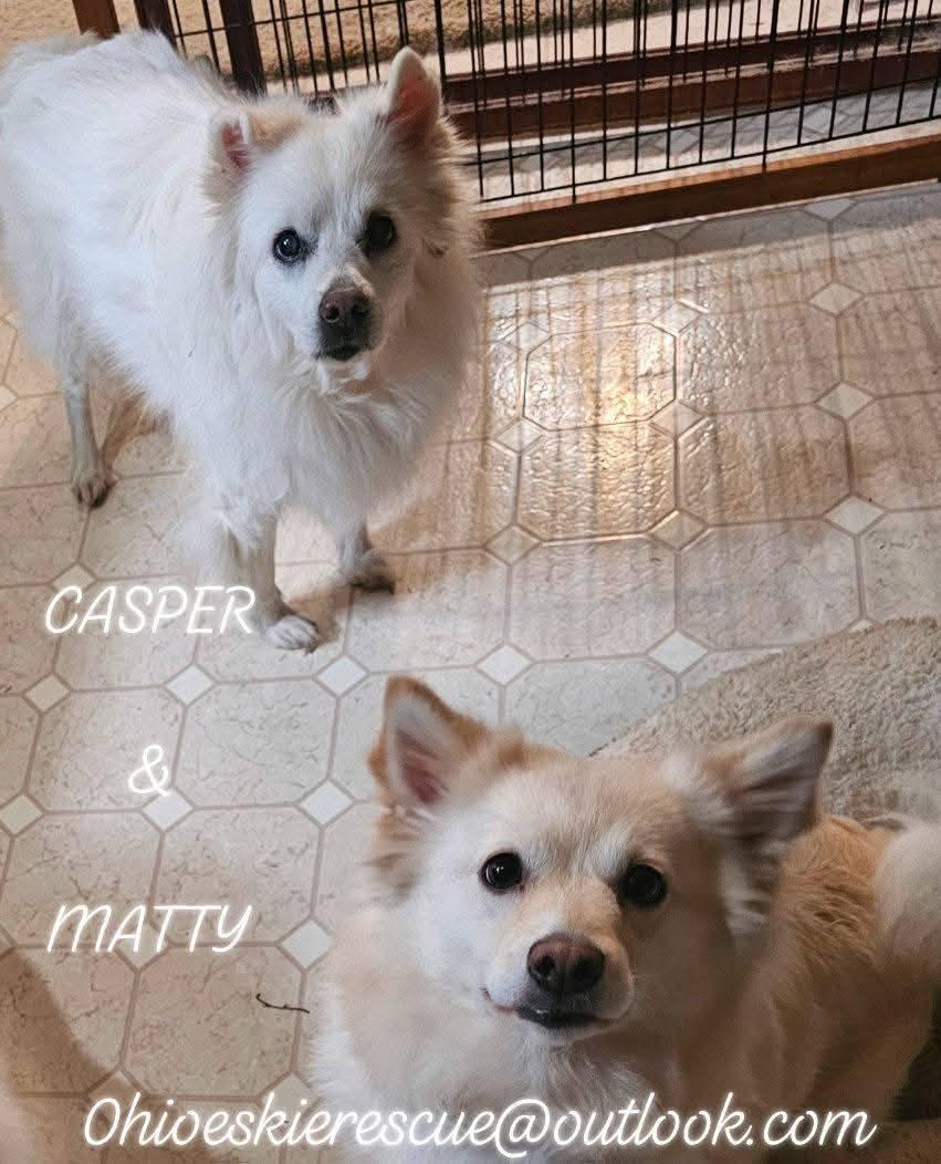 Enlarge MATTY, a ADOPTABLE American Eskimo Dog in Maineville, OH image 3/5