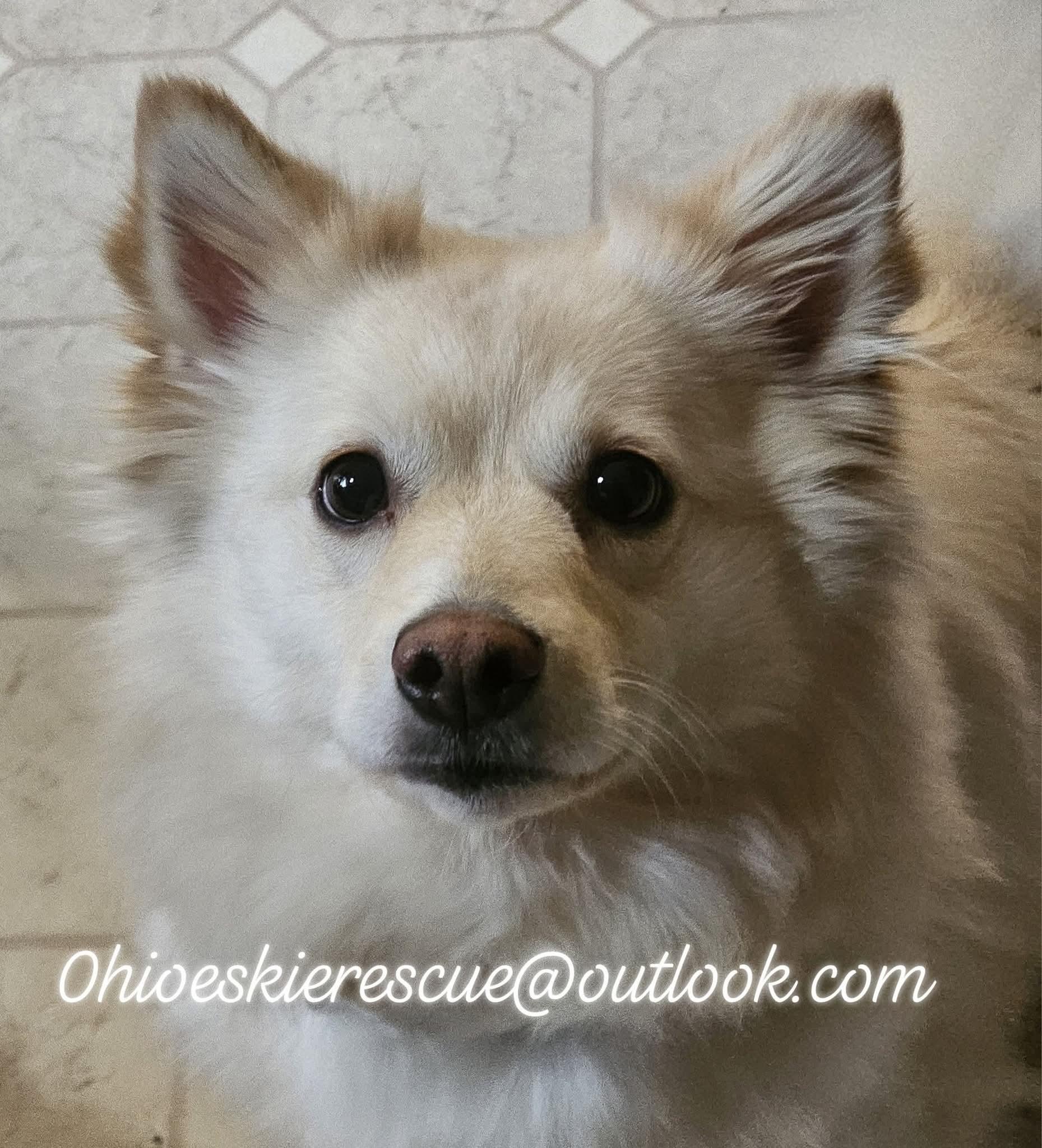 Enlarge MATTY, a ADOPTABLE American Eskimo Dog in Maineville, OH image 2/5