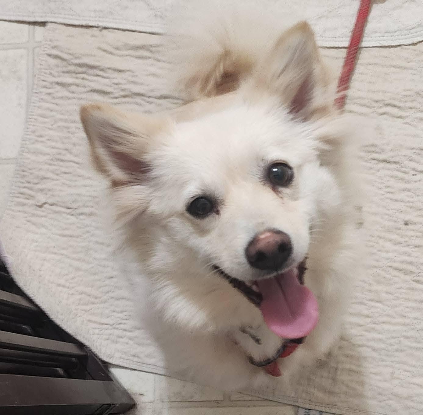 Enlarge MATTY, a ADOPTABLE American Eskimo Dog in Maineville, OH image 1/5
