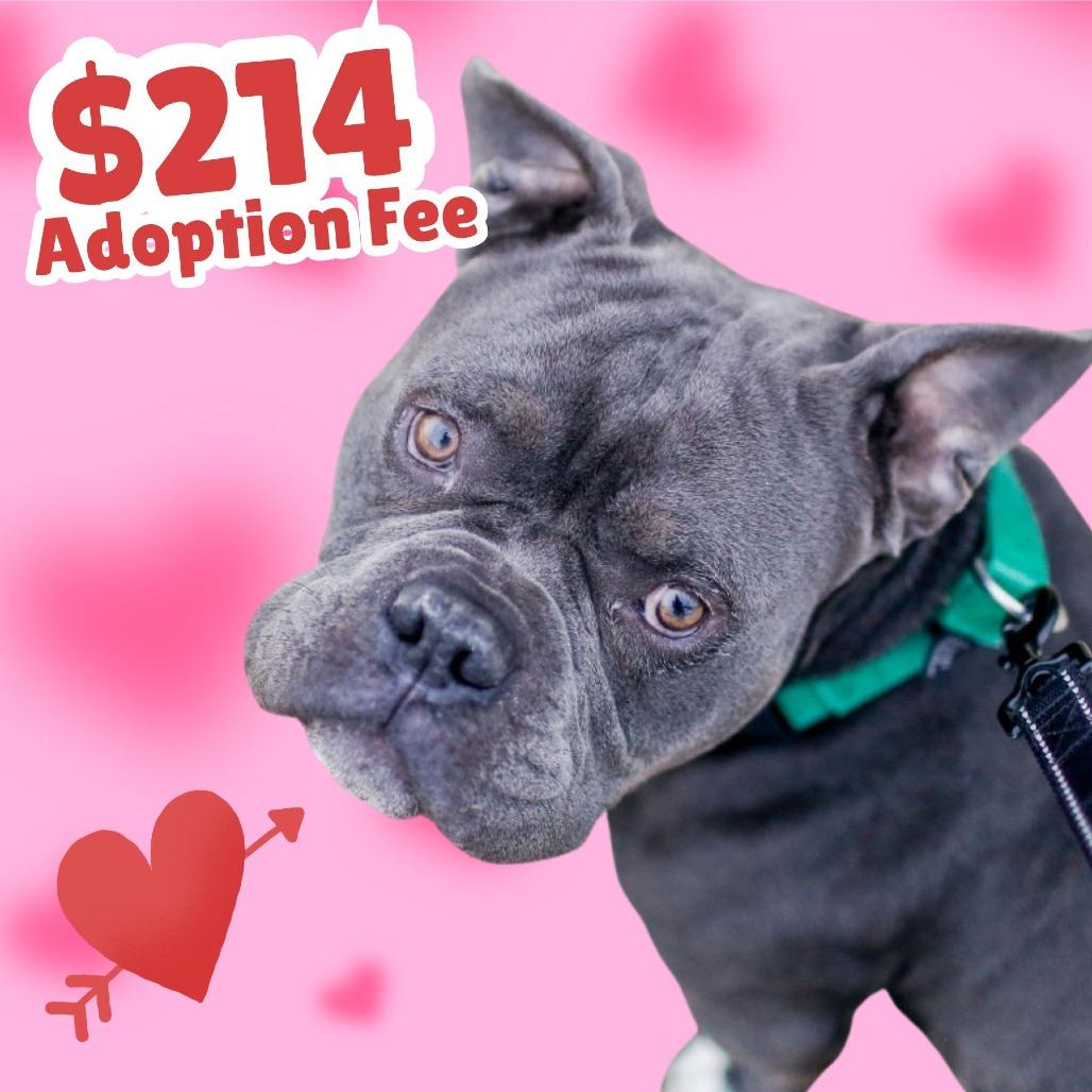 Gus, Adoptable, Adult Male Mixed Breed.