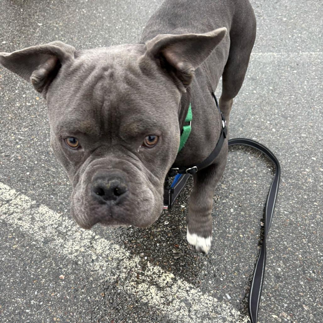 Gus, a Adoptable Mixed Breed in Dover, NH image 5/6