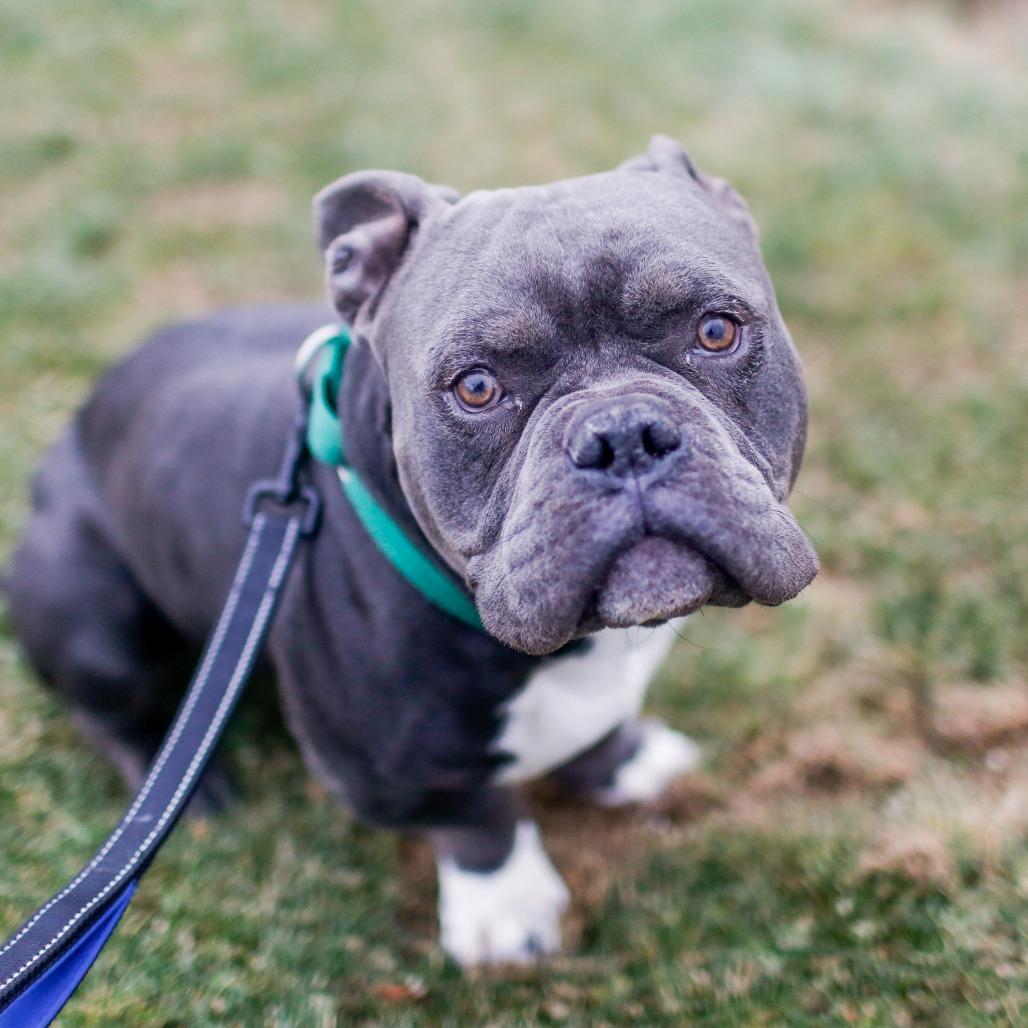 Gus, a Adoptable Mixed Breed in Dover, NH image 6/6