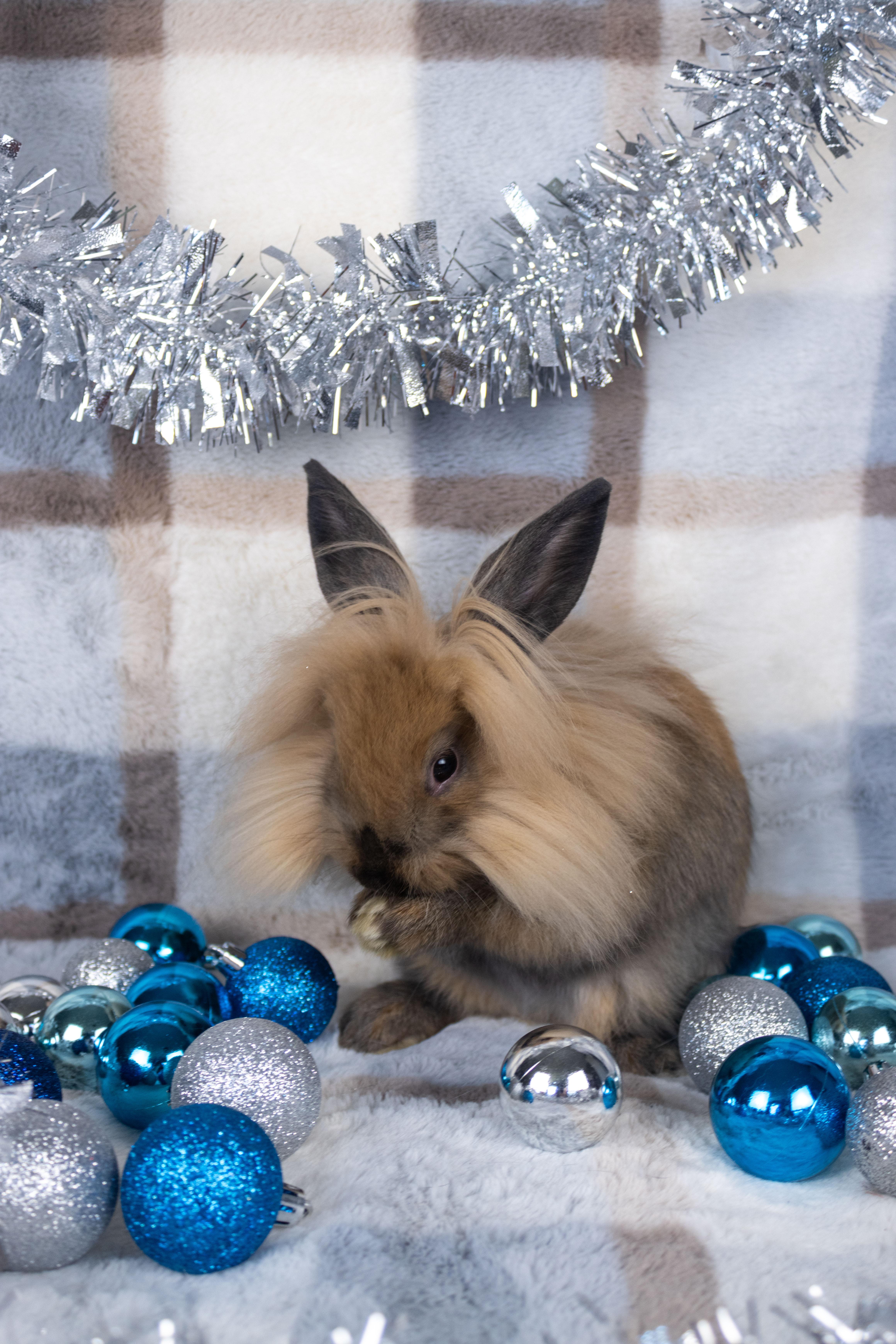 Zizi, Adoptable, Baby Female Lionhead & Lop Eared.