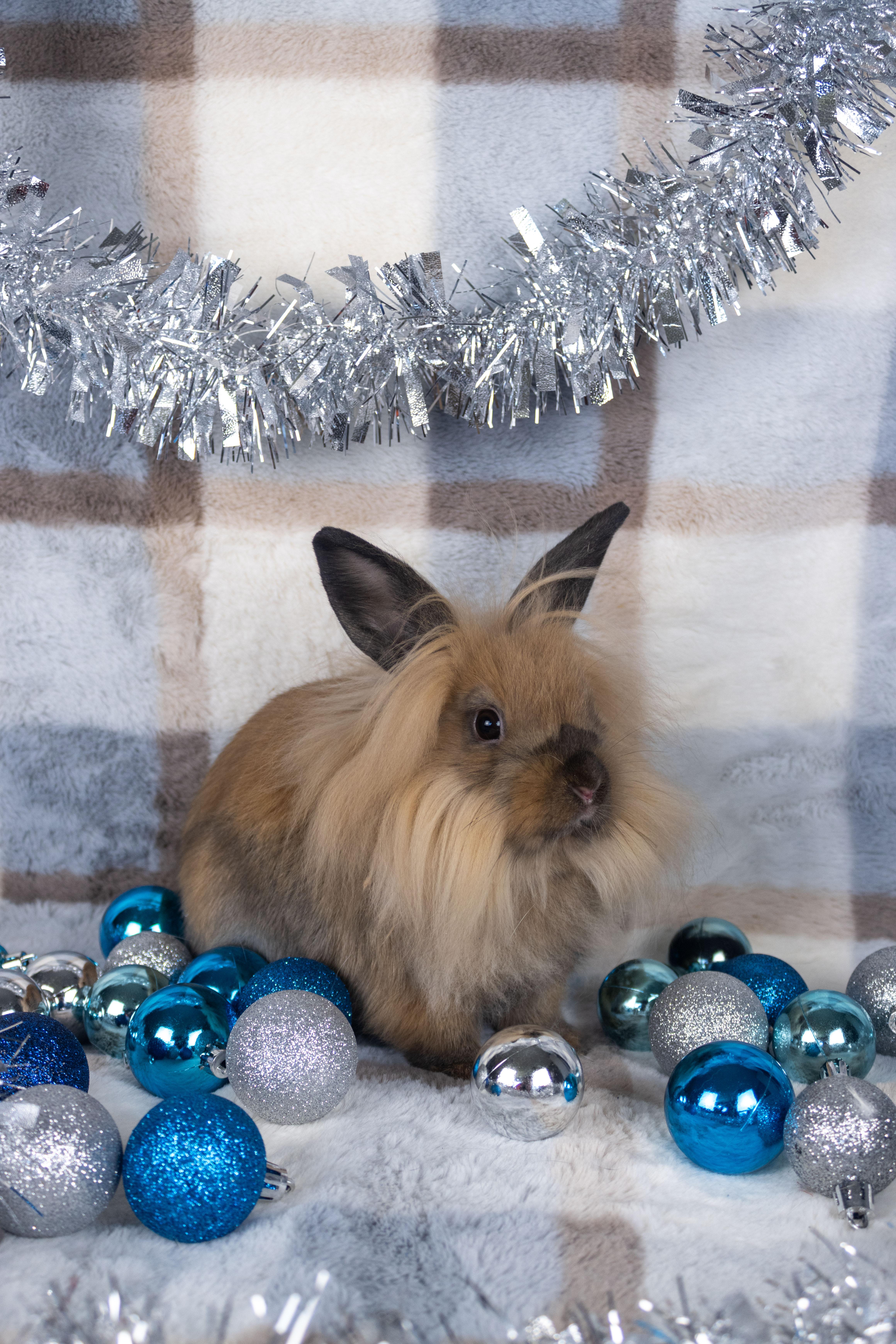 Zizi, a Adoptable mixed breed in Ellington, CT image 2/6