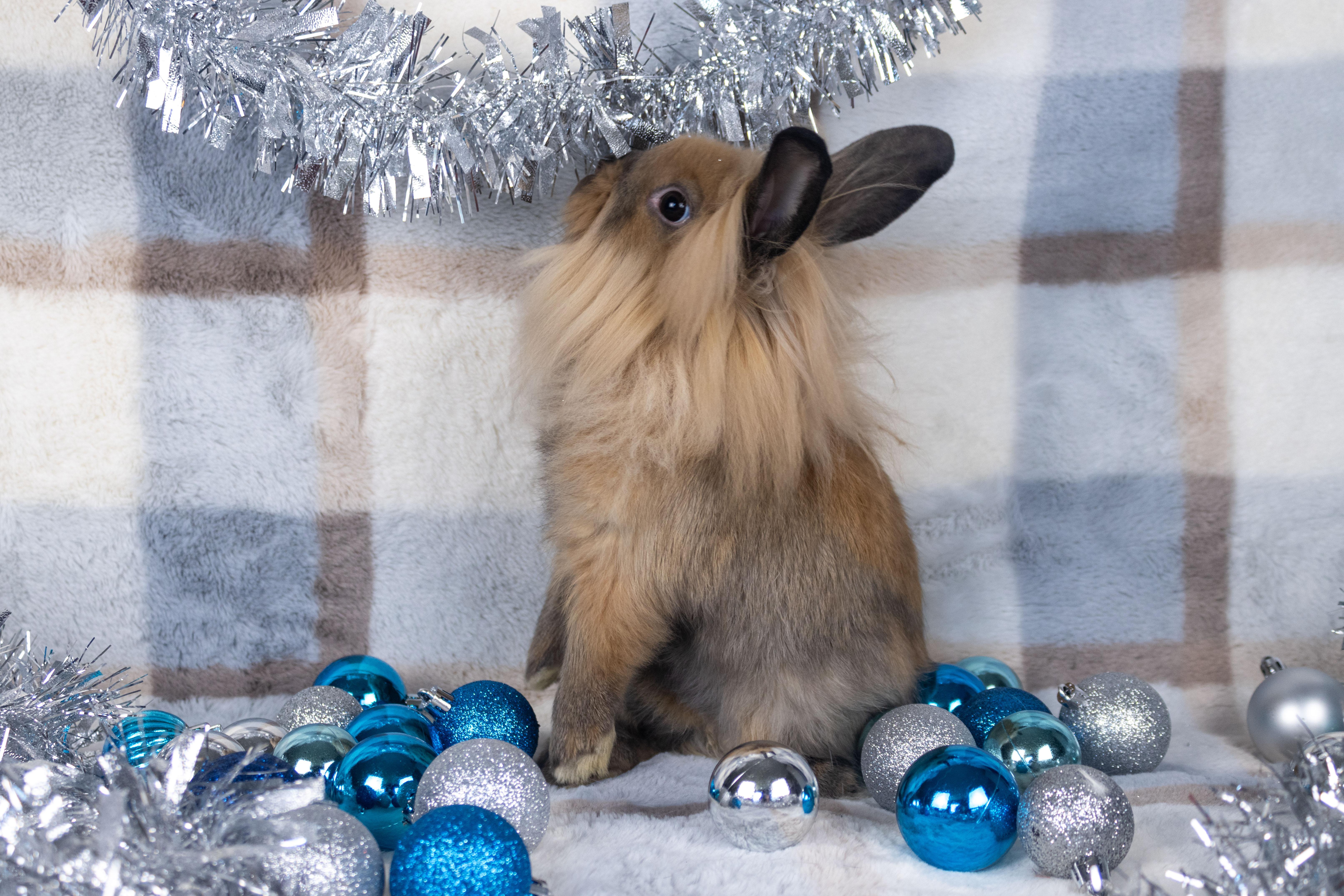 Zizi, a Adoptable mixed breed in Ellington, CT image 3/6