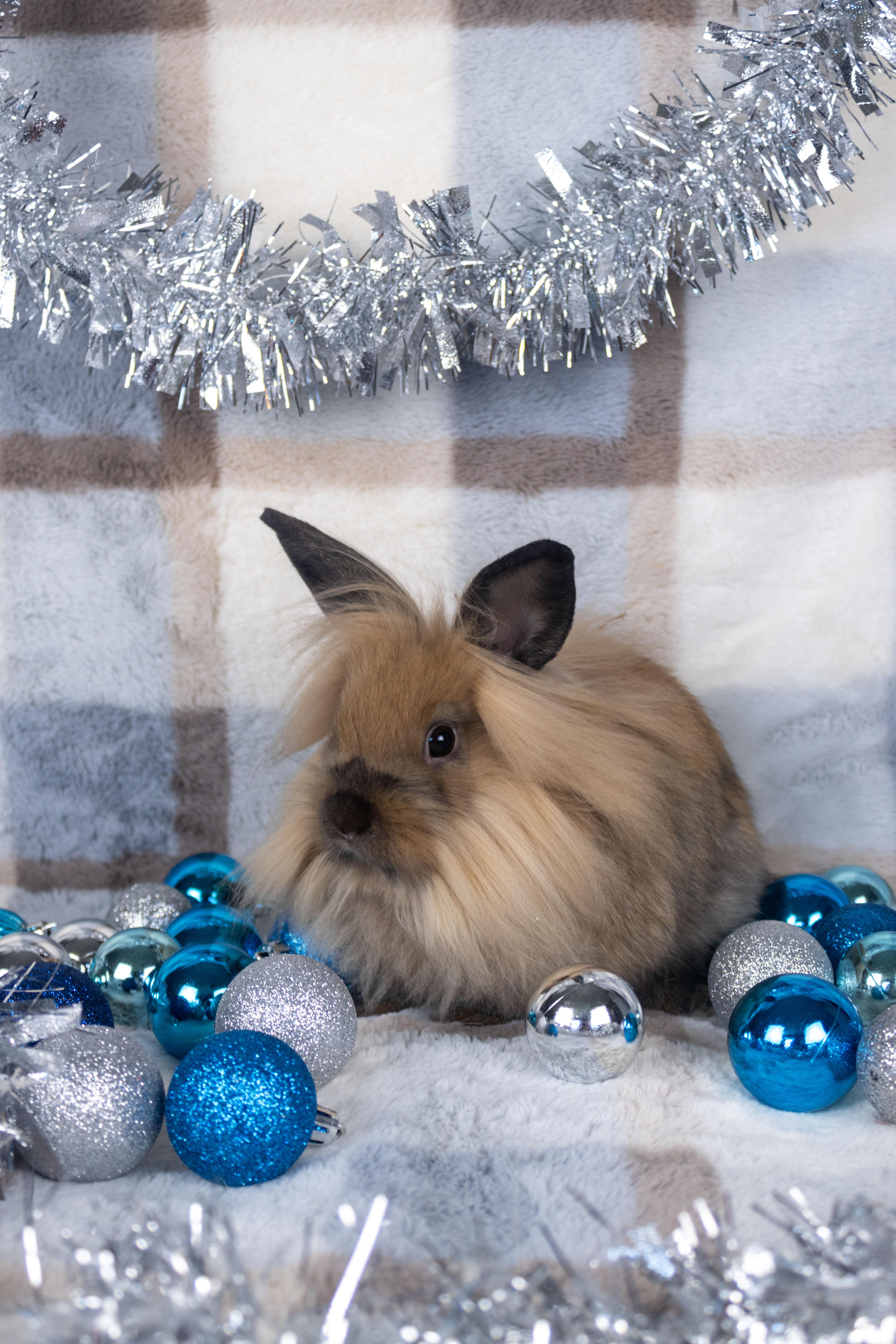 Zizi, a Adoptable mixed breed in Ellington, CT image 4/6