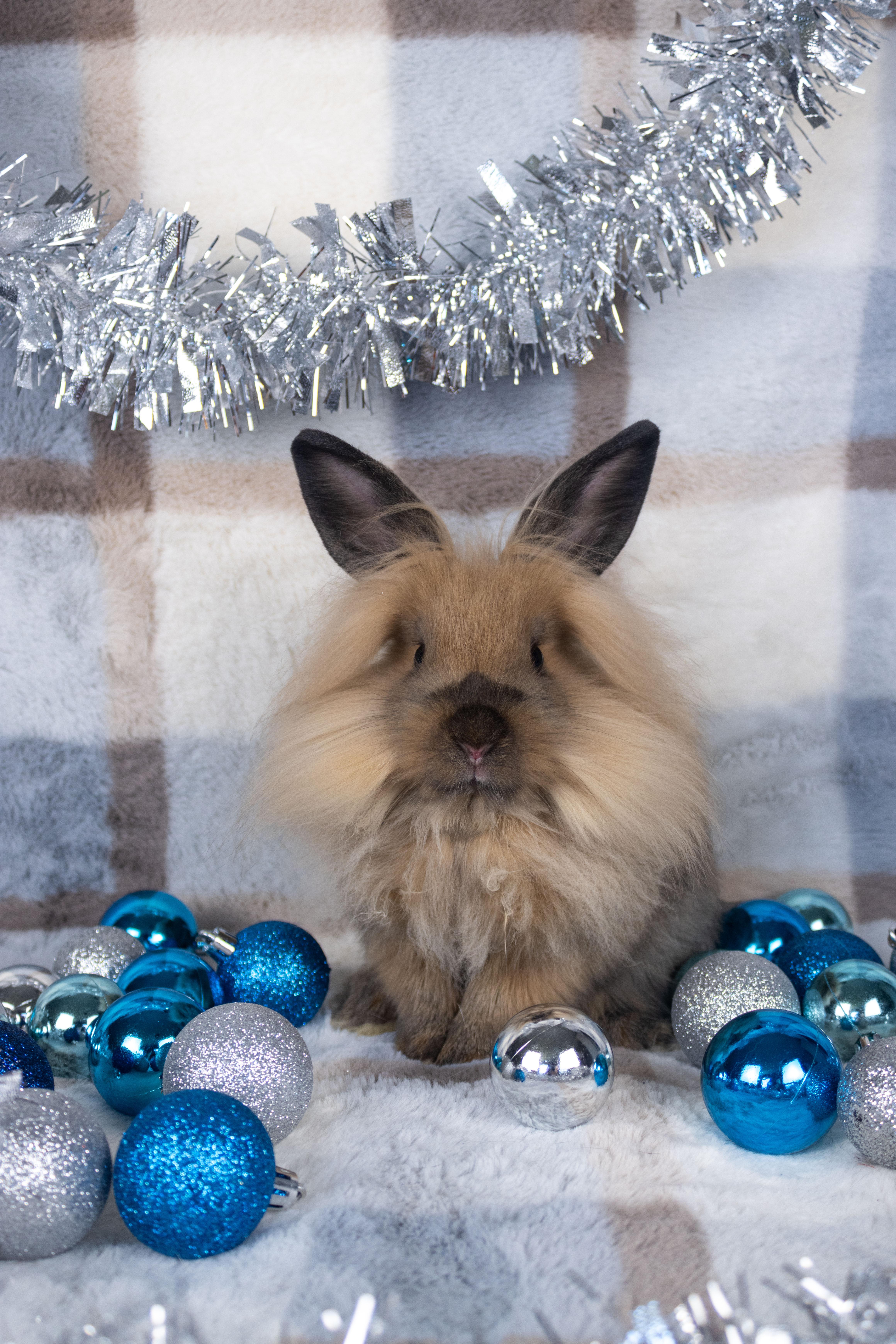 Zizi, a Adoptable mixed breed in Ellington, CT image 5/6