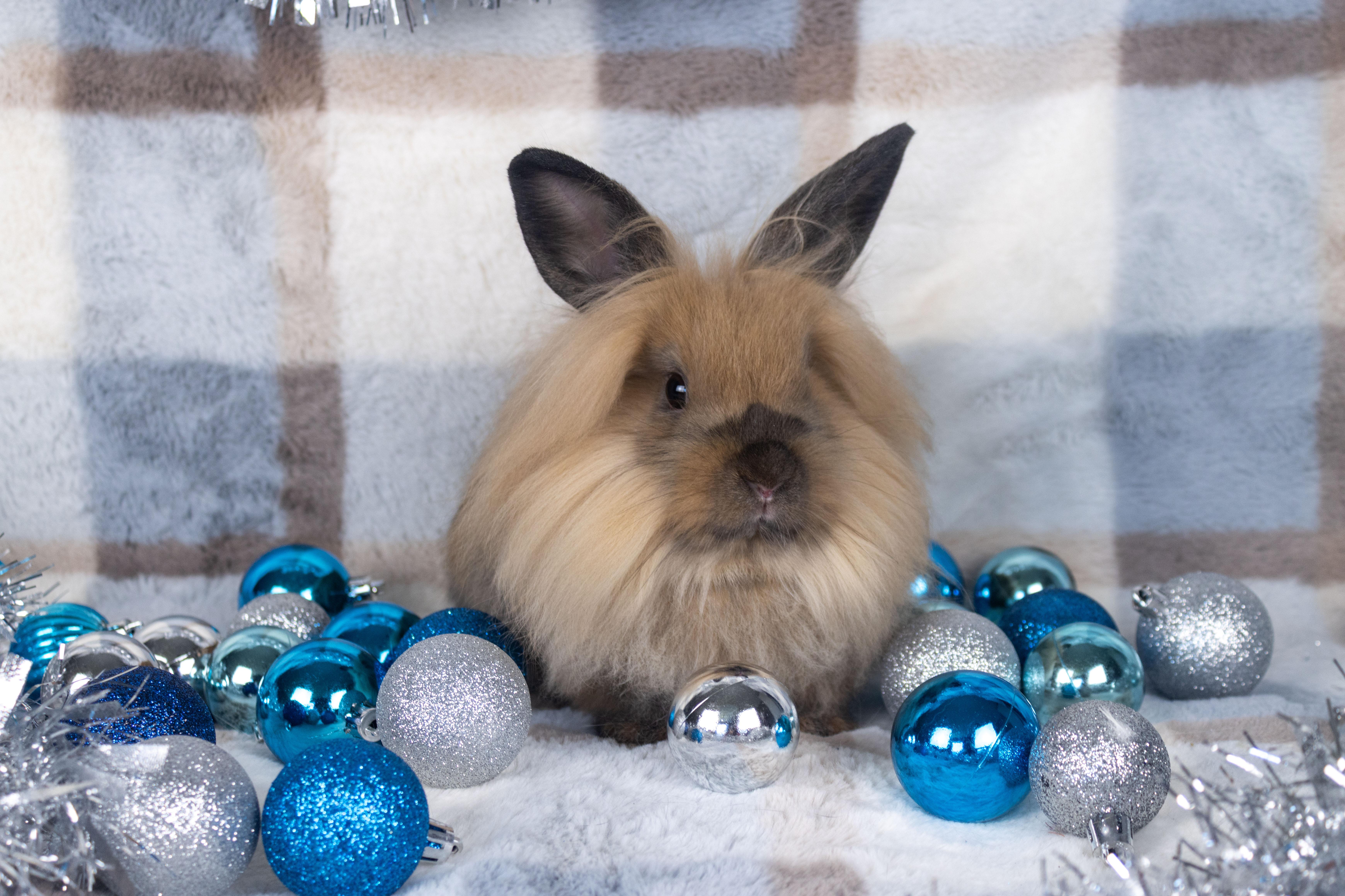 Zizi, a Adoptable mixed breed in Ellington, CT image 6/6