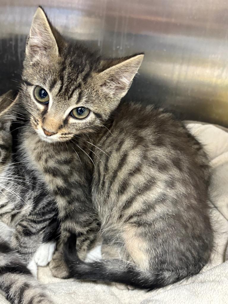 Vesper / AC 27437 D, Adoptable, Kitten Male Domestic Medium Hair.