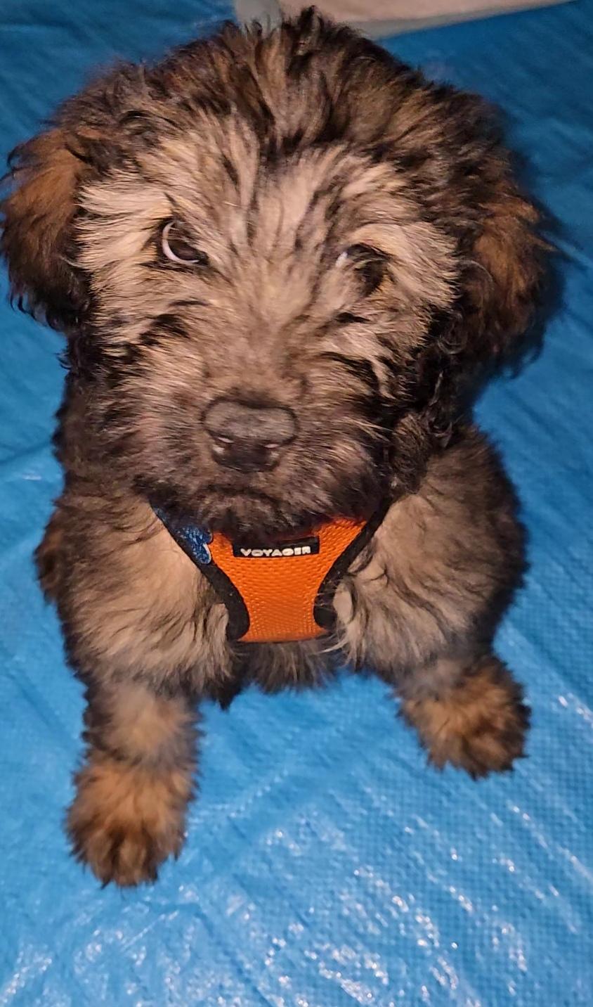 Enlarge Josh Allen, an adopted mixed breed in Plainfield, IL image 2/4