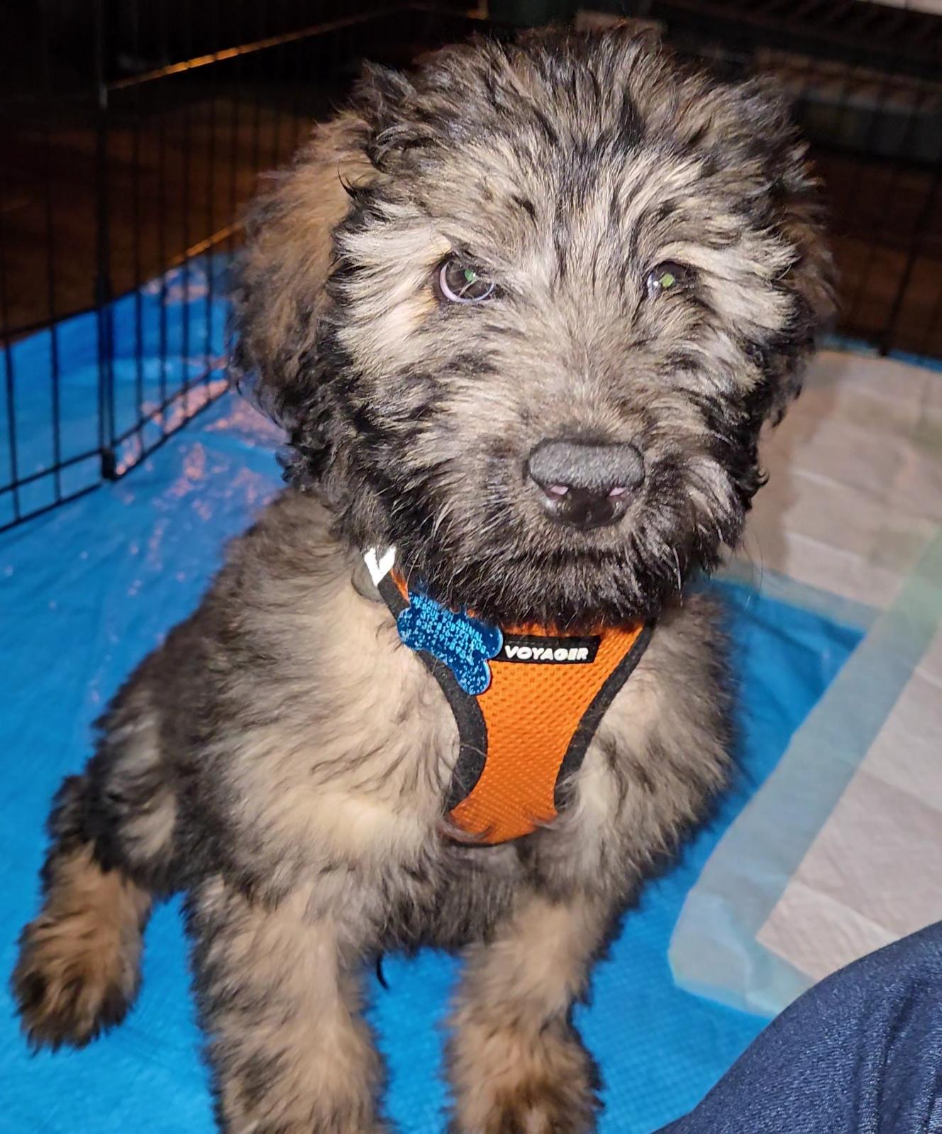 Josh Allen, adopted, Puppy Male Terrier & Labradoodle.