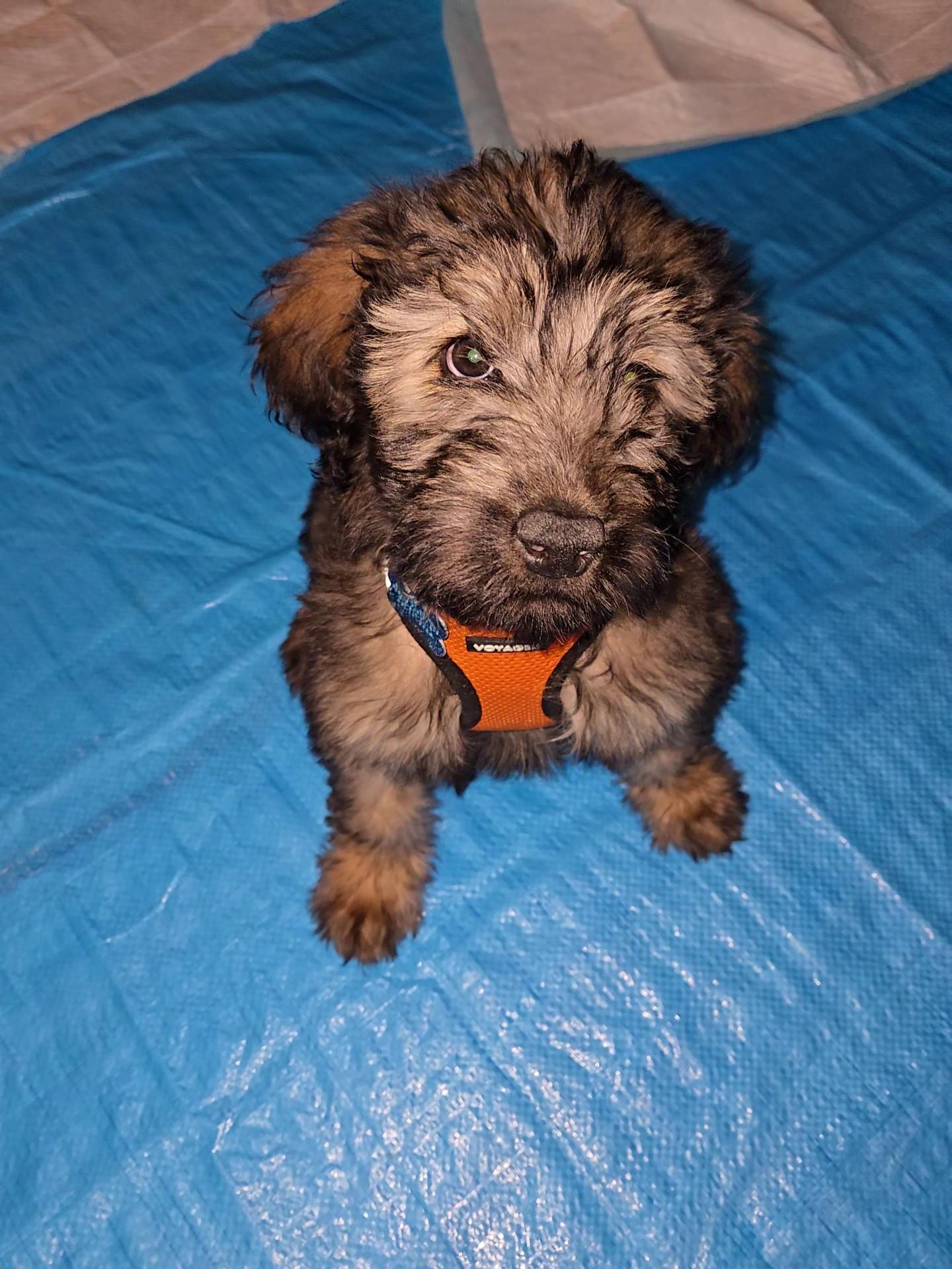 Enlarge Josh Allen, an adopted mixed breed in Plainfield, IL image 4/4