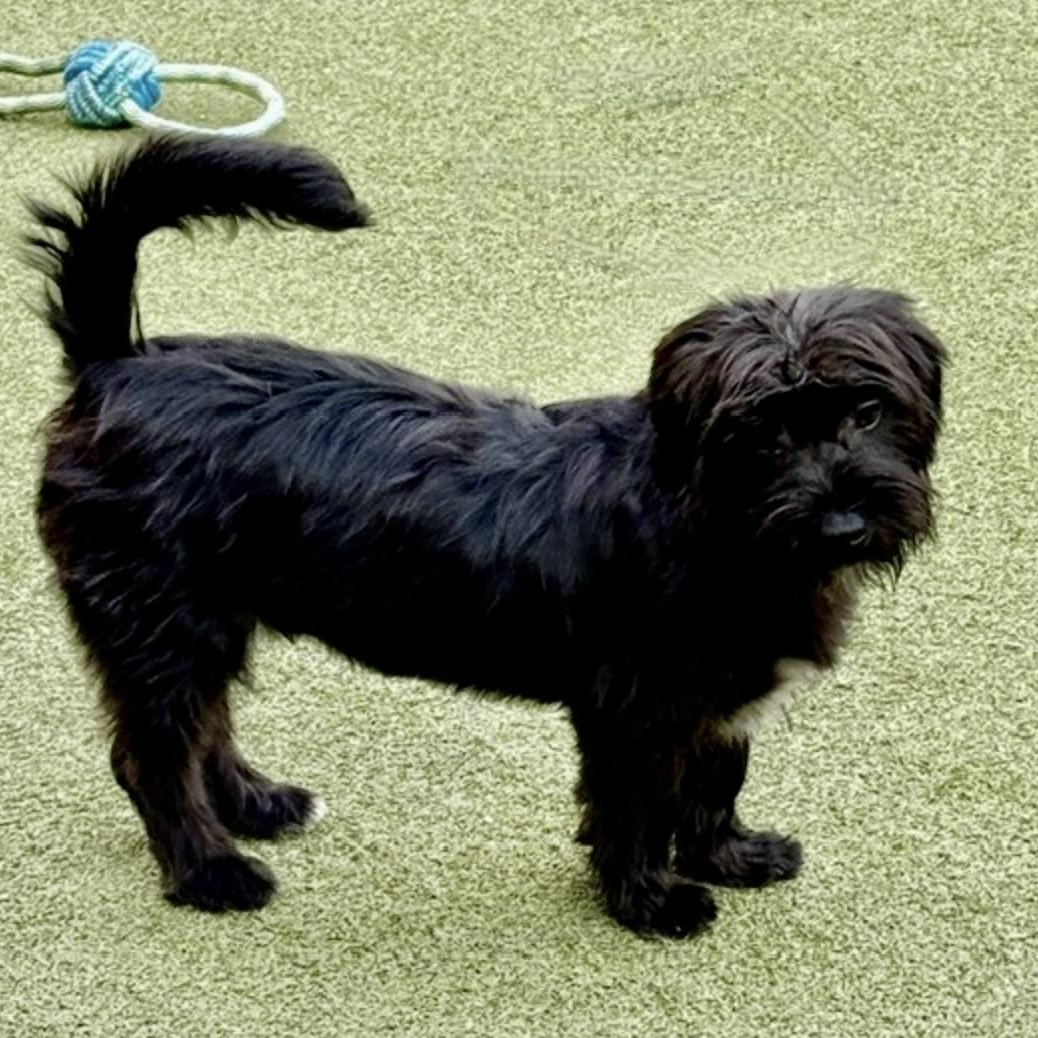 Enlarge Simon, an adopted mixed breed in new haven, CT image 5/6