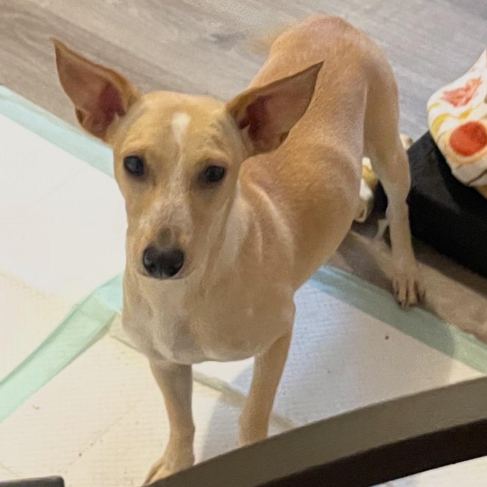 Jan Levinson, Adoptable, Adult Female Mixed Breed.