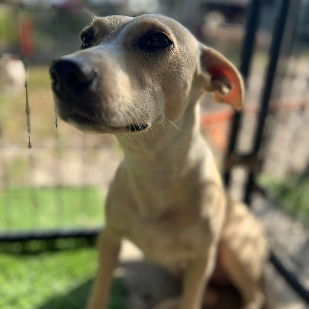 Jan Levinson, a Adoptable Mixed Breed in North Port, FL image 3/6