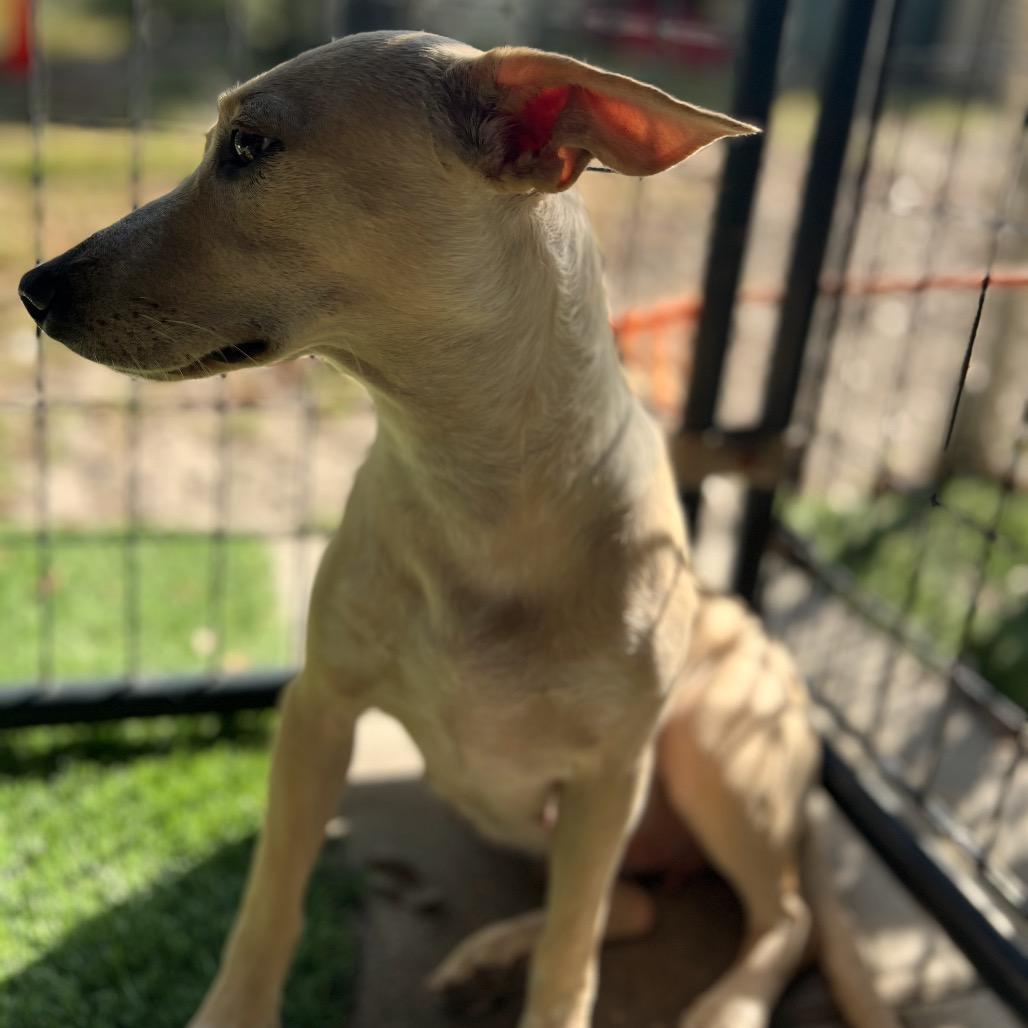 Jan Levinson, a Adoptable Mixed Breed in North Port, FL image 4/6