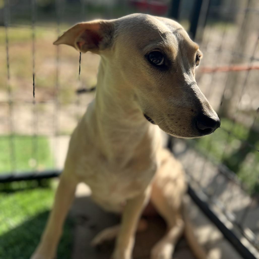 Jan Levinson, a Adoptable Mixed Breed in North Port, FL image 6/6