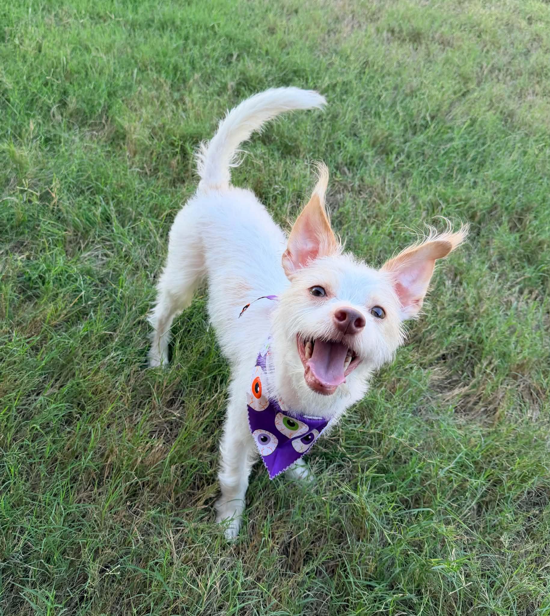 Enlarge WINSTON IS 11 POUNDS, a Adoptable mixed breed in Heath, TX image 4/6