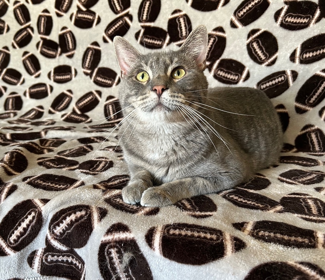 Wolf man Jack, Adoptable, Young Male Domestic Short Hair.