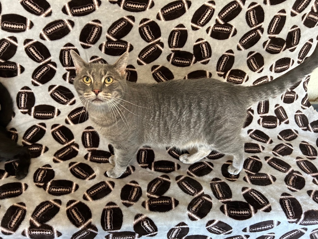 Enlarge Wolf man Jack, a Adoptable mixed breed in La Salle, IL image 2/7