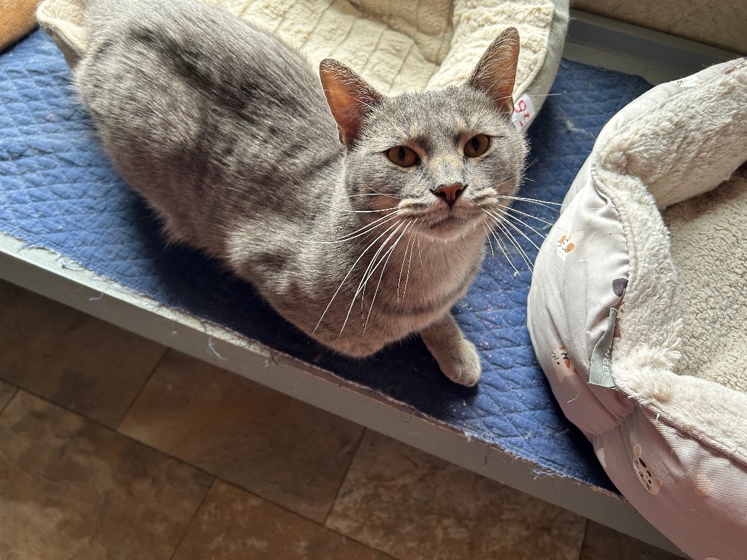 Enlarge Wolf man Jack, a Adoptable mixed breed in La Salle, IL image 3/7