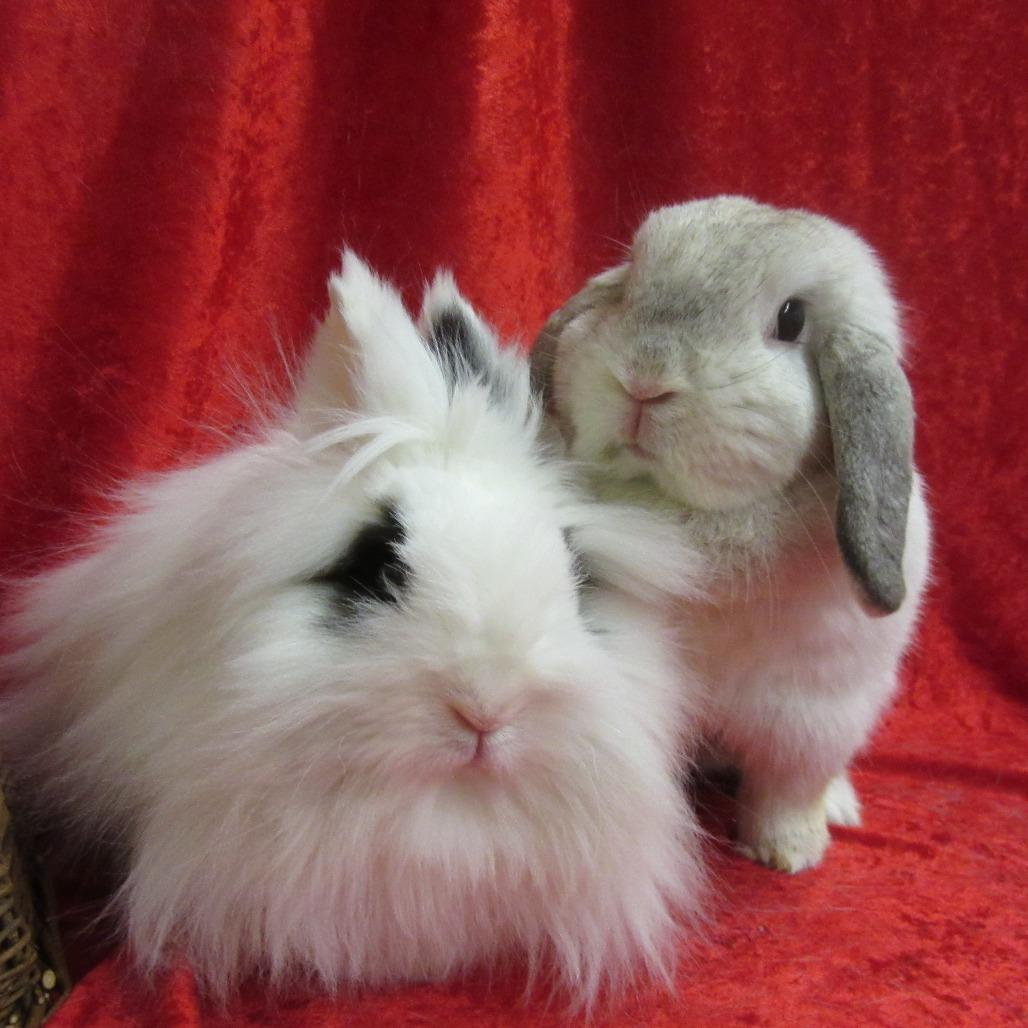 Buttons, Adoptable, Adult Female Lionhead.