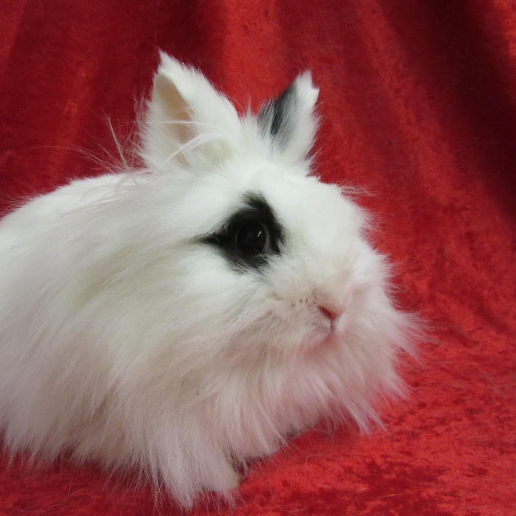 Enlarge Buttons, a Adoptable Lionhead in Newport, PA image 2/5