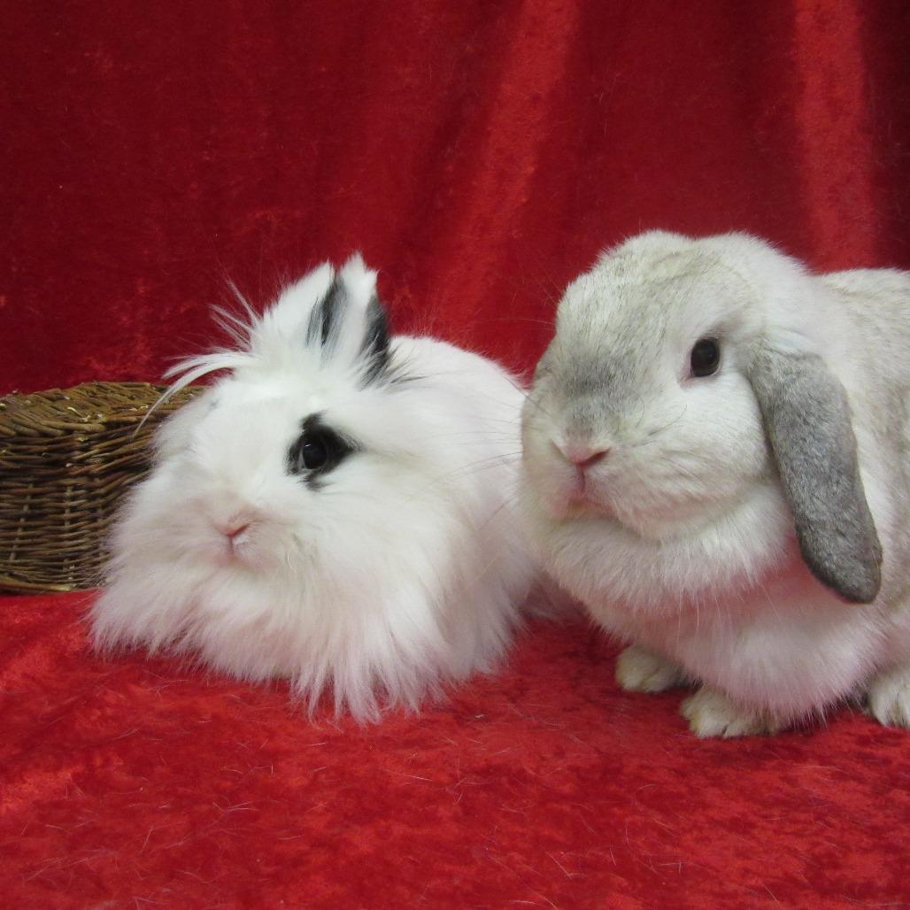 Enlarge Buttons, a Adoptable Lionhead in Newport, PA image 3/5