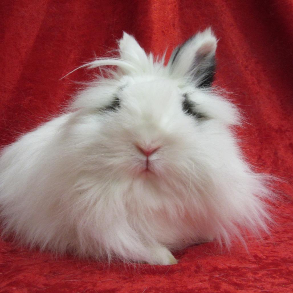 Enlarge Buttons, a Adoptable Lionhead in Newport, PA image 4/5