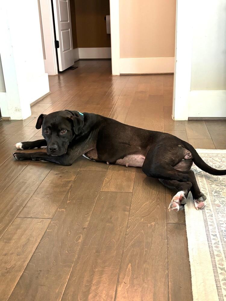 Cosette, Adoptable, Adult Female Labrador Retriever & Pit Bull Terrier.