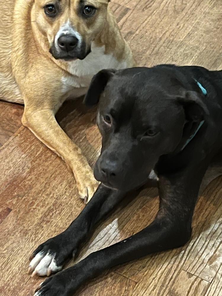 Enlarge Cosette, a Adoptable mixed breed in Youngsville, NC image 2/4