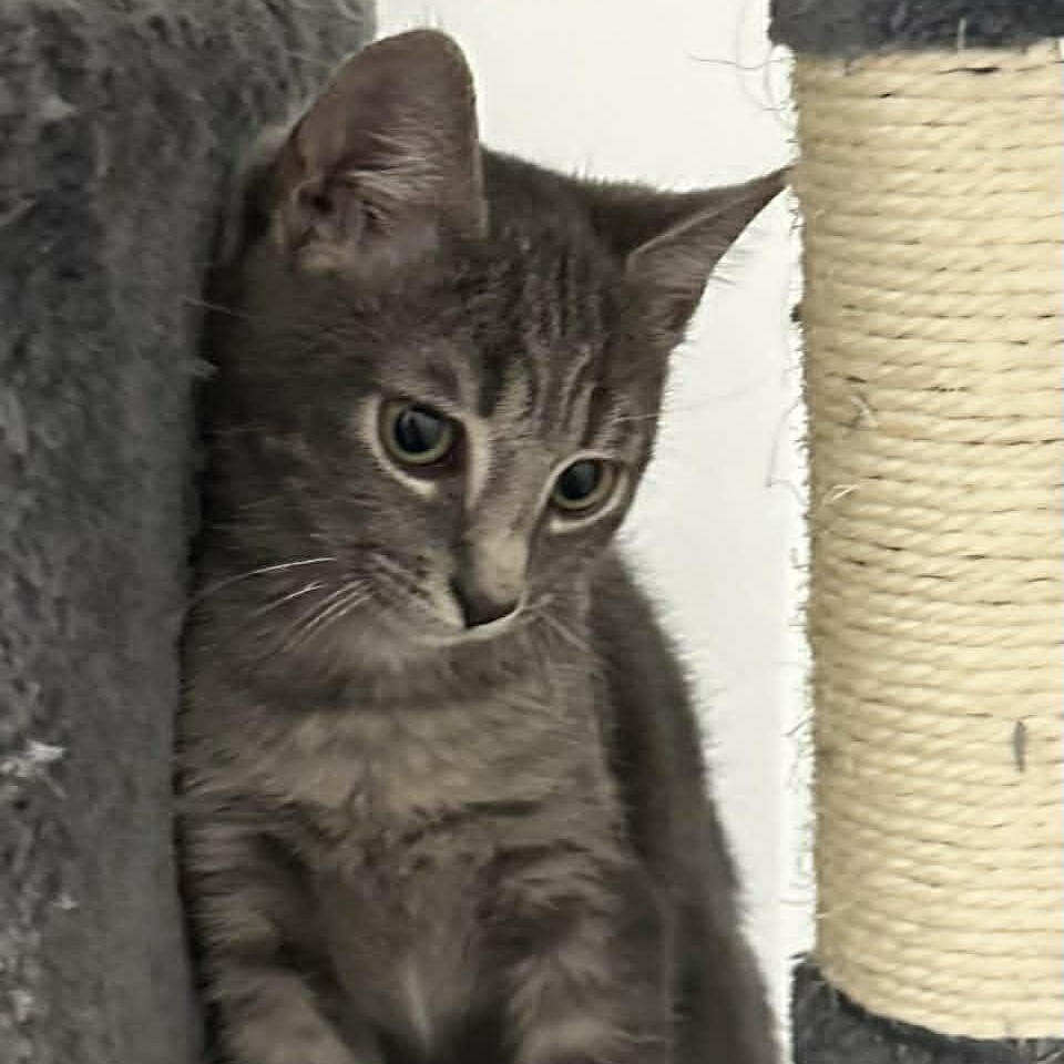 Enlarge Carson, an adopted American Shorthair in Danbury, CT image 2/4