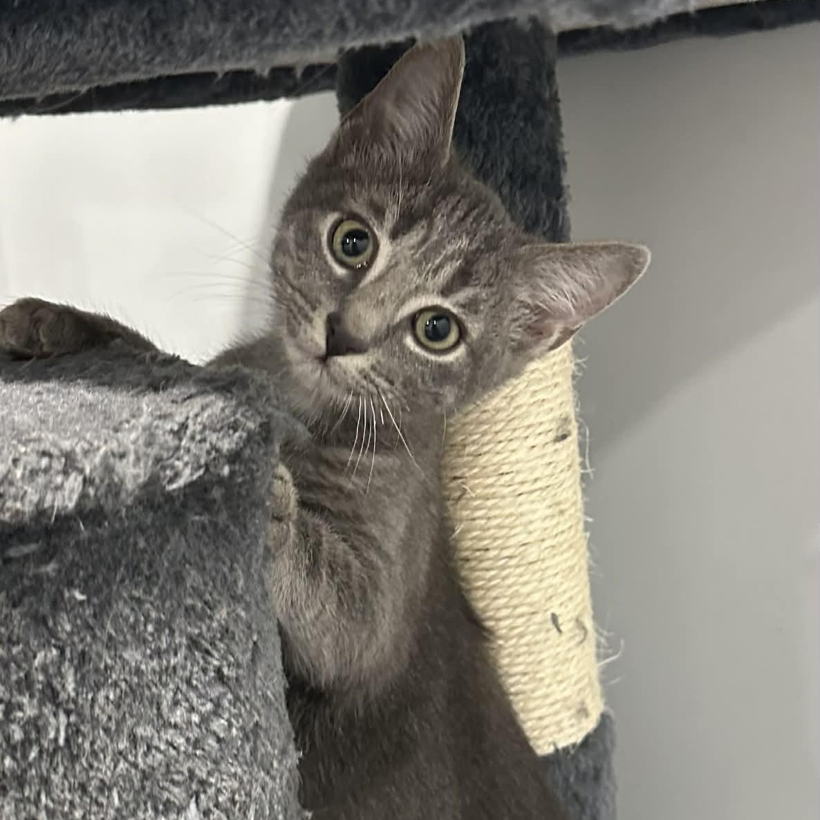 Enlarge Carson, an adopted American Shorthair in Danbury, CT image 1/4