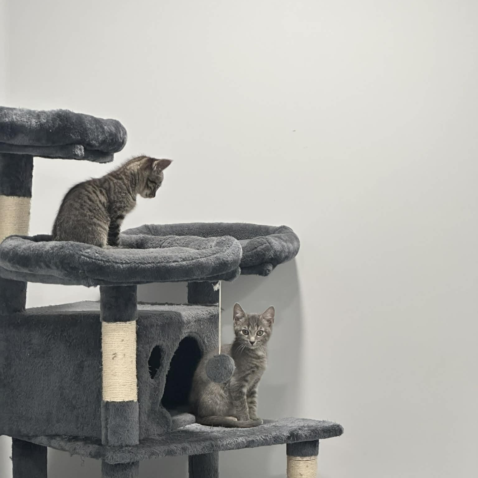 Enlarge Carson, an adopted American Shorthair in Danbury, CT image 3/4