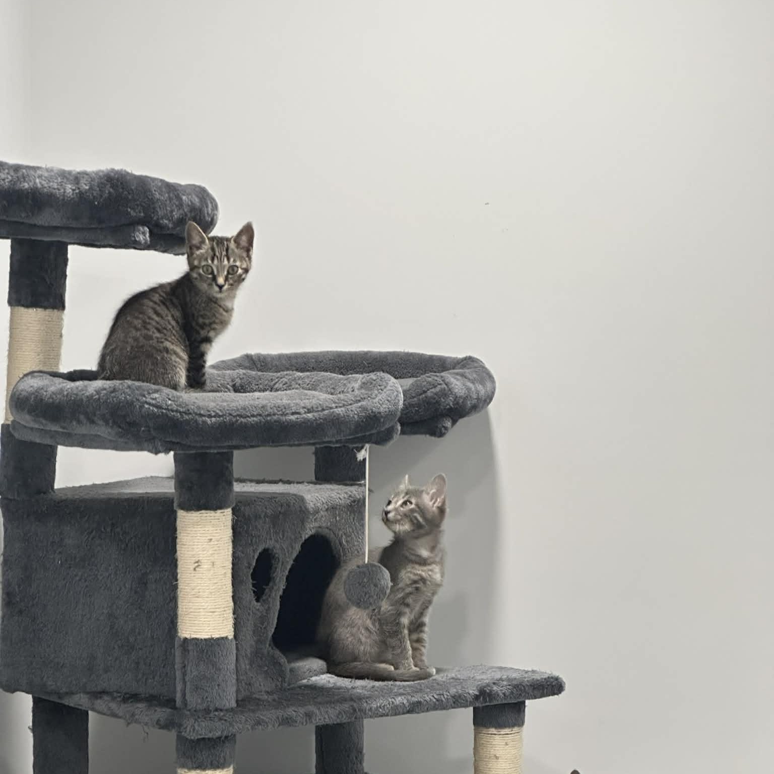 Enlarge Carson, an adopted American Shorthair in Danbury, CT image 4/4