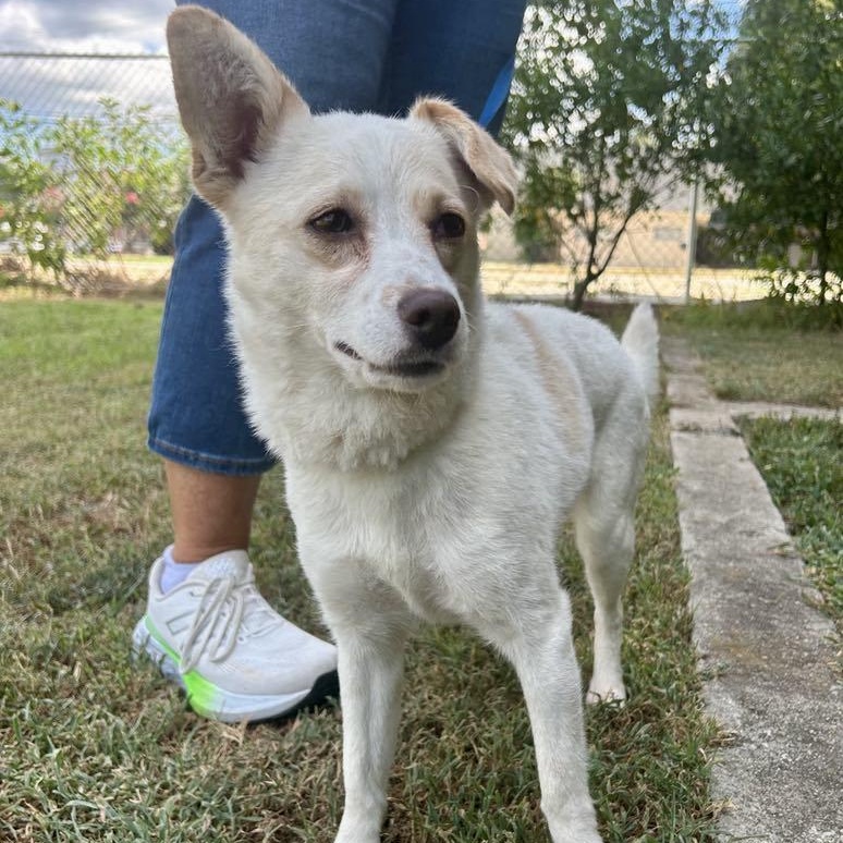 Claudia, an adoptable Spitz, Corgi in Greenville, SC, 29605 | Photo Image 2