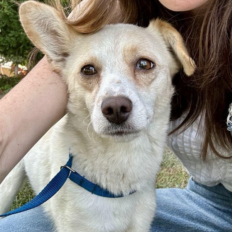 Claudia, an adoptable Spitz, Corgi in Greenville, SC, 29605 | Photo Image 1
